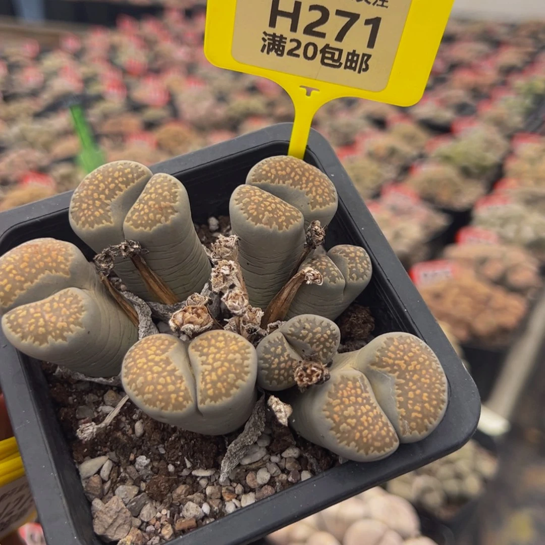 271 生石花大群生大群生