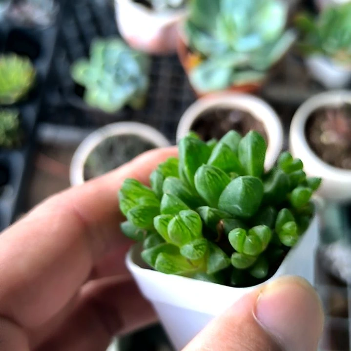 水晶玉露多头，满5元包邮，