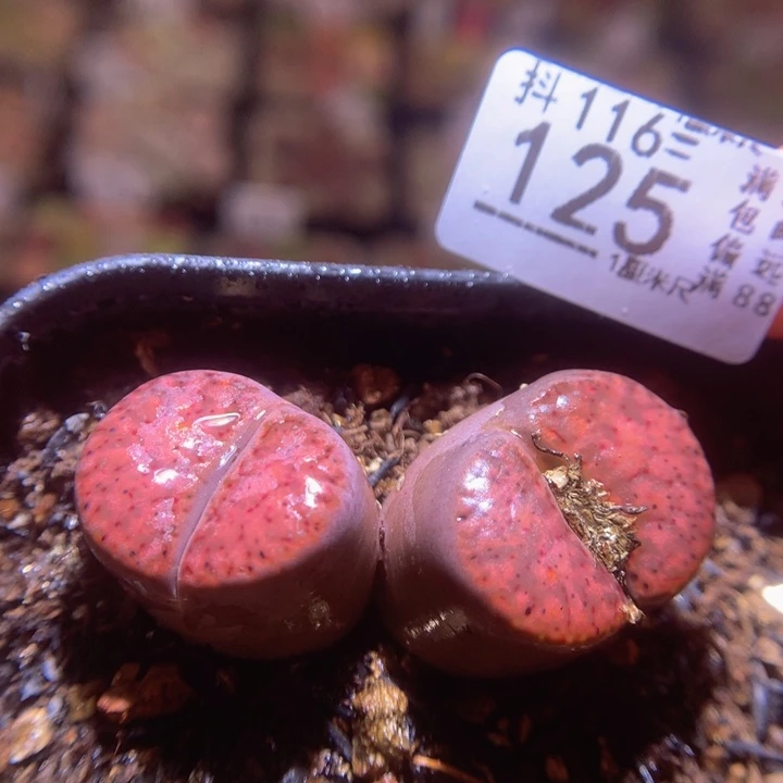 精品生石花116.125