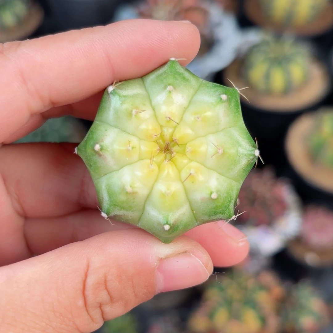 泰系米哈实生白轮回2号