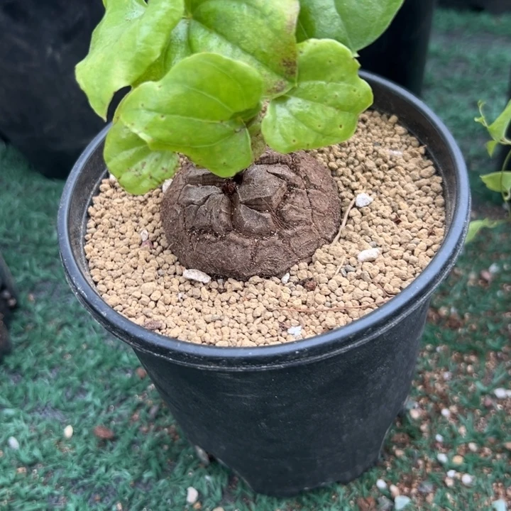 南非龟548，一物一拍