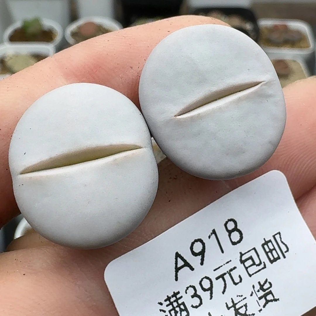 918多肉哈哈哈哈哈哈哈哈
