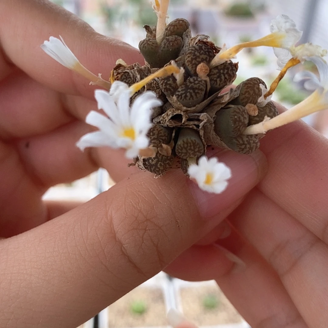 一物一拍鸟哈尼母本10头群生