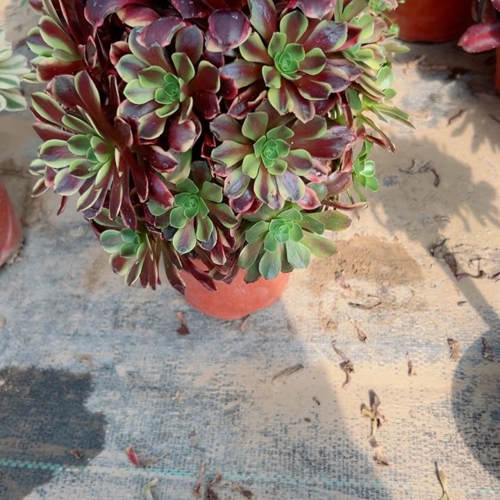 螺*帽115欧嘉莉多肉植物