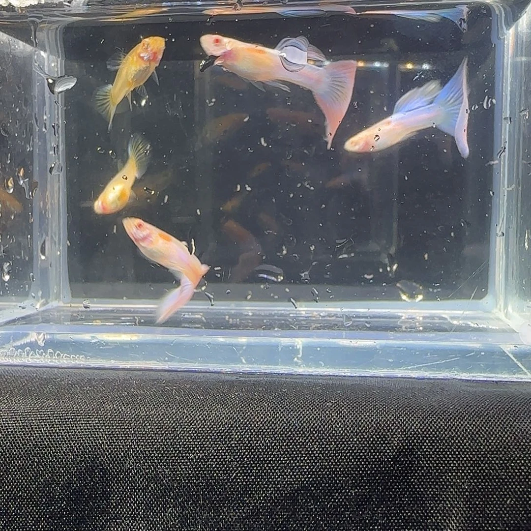 孔雀鱼关注主播可以竞拍