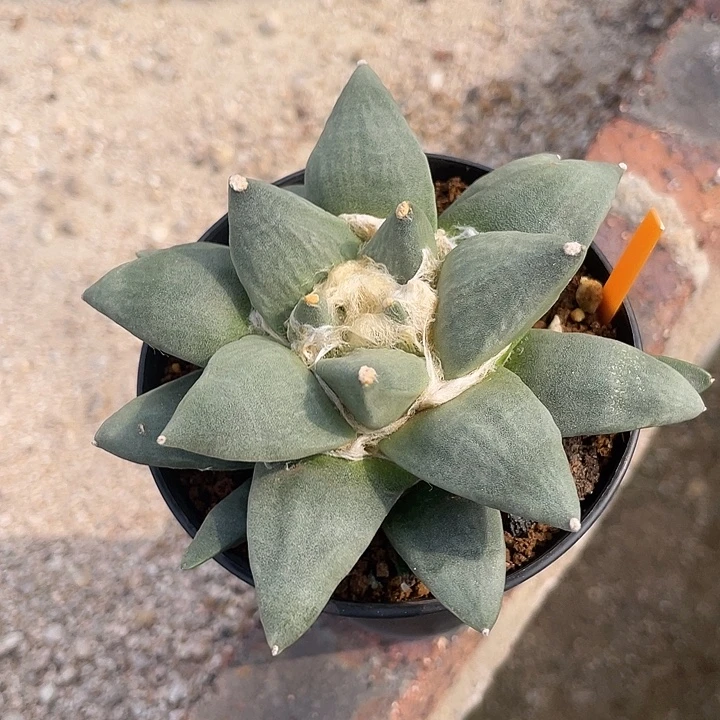 实生青瓷牡丹一物一拍