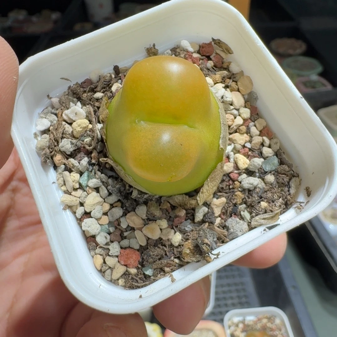 爆***️蘑菇1059蟠桃多肉植物