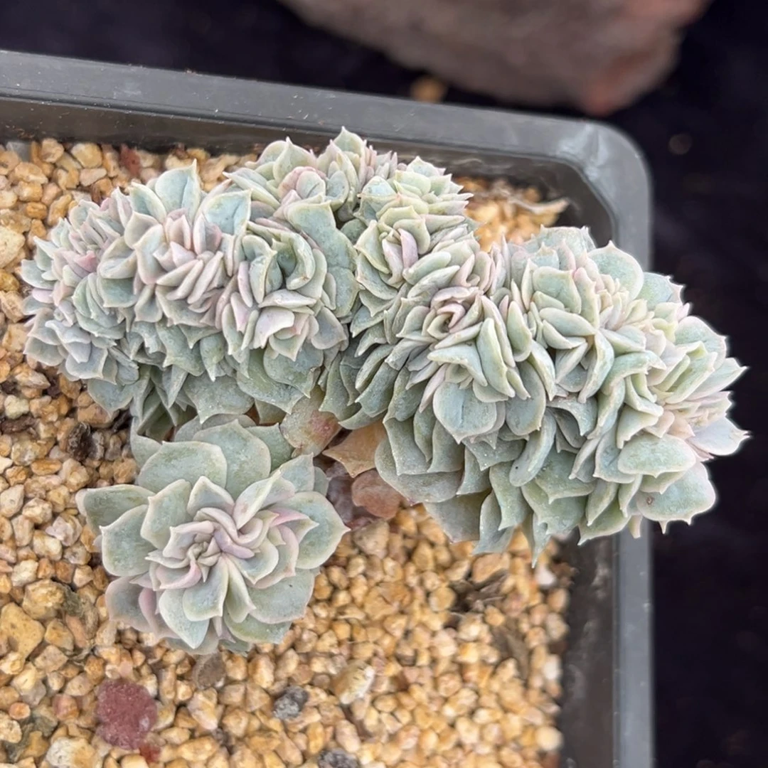 新年快乐新年快乐