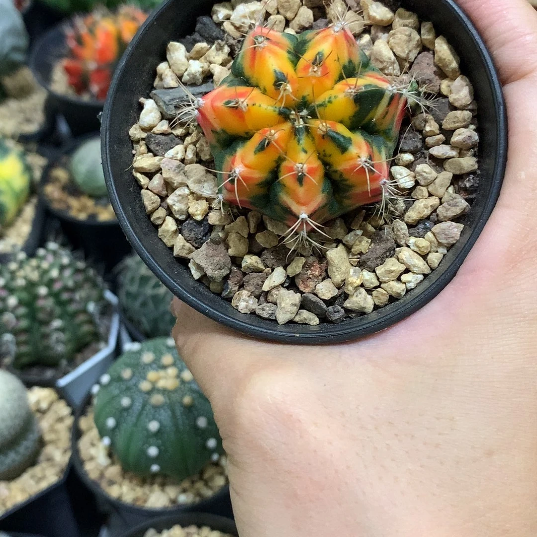 当前无花栽培后可以开花散斑米哈牡丹锦