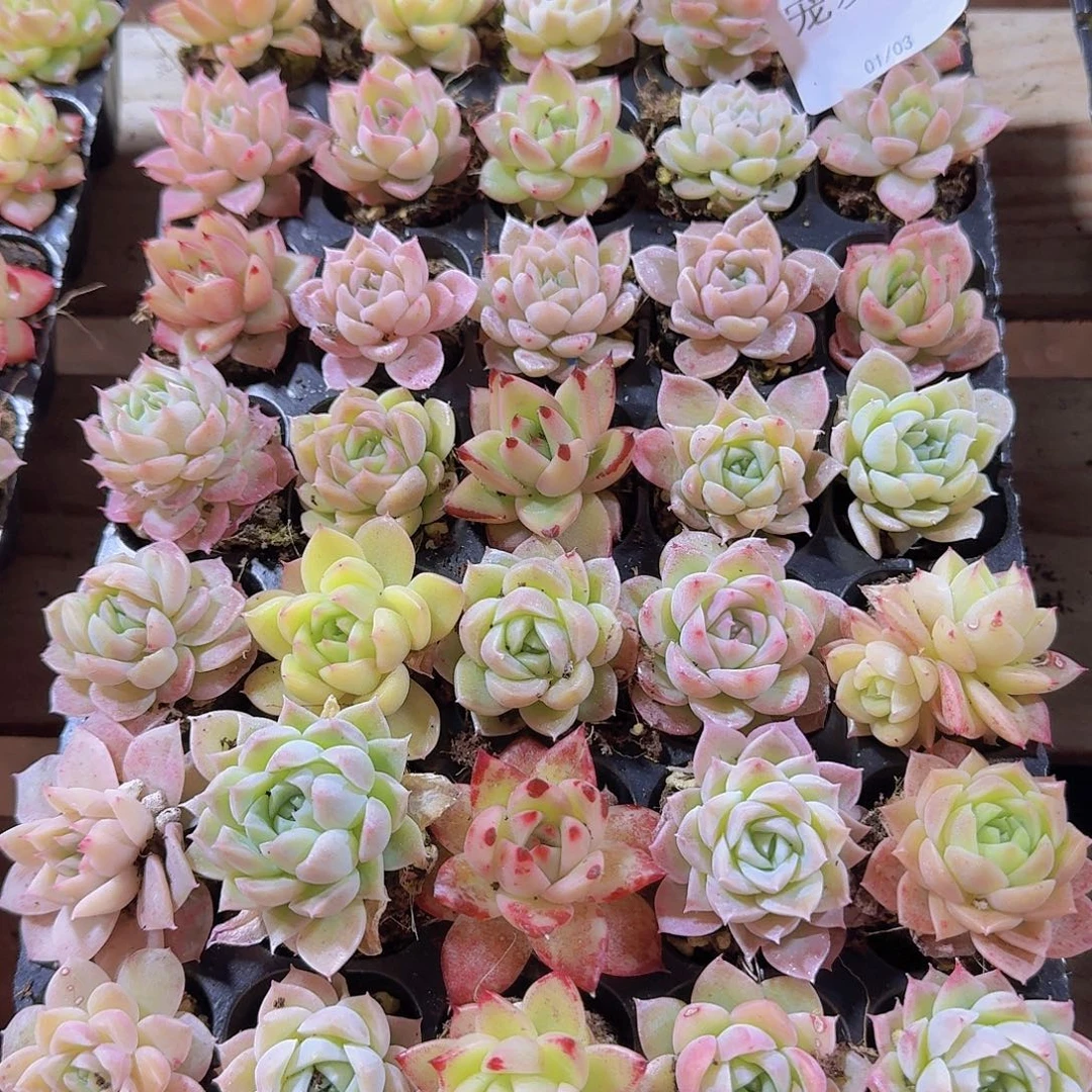 直播福利一物一拍390