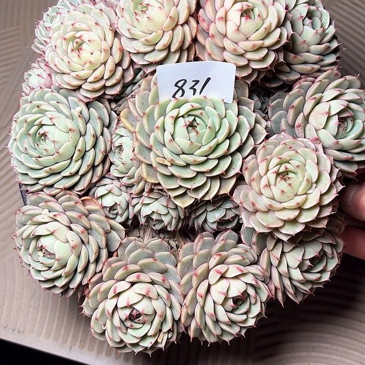 红*831///////////////