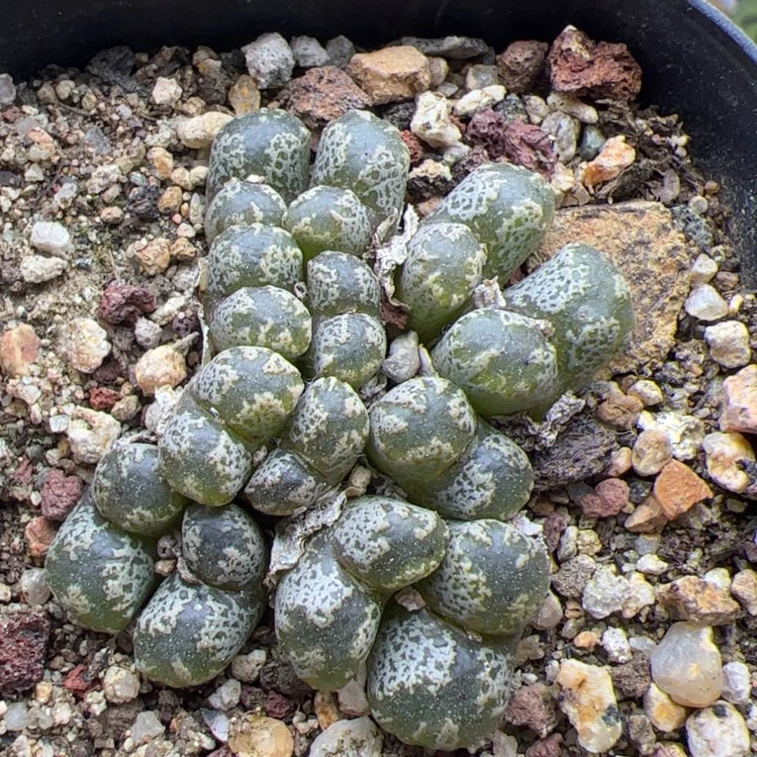 哈哈哈哈哈哈22117