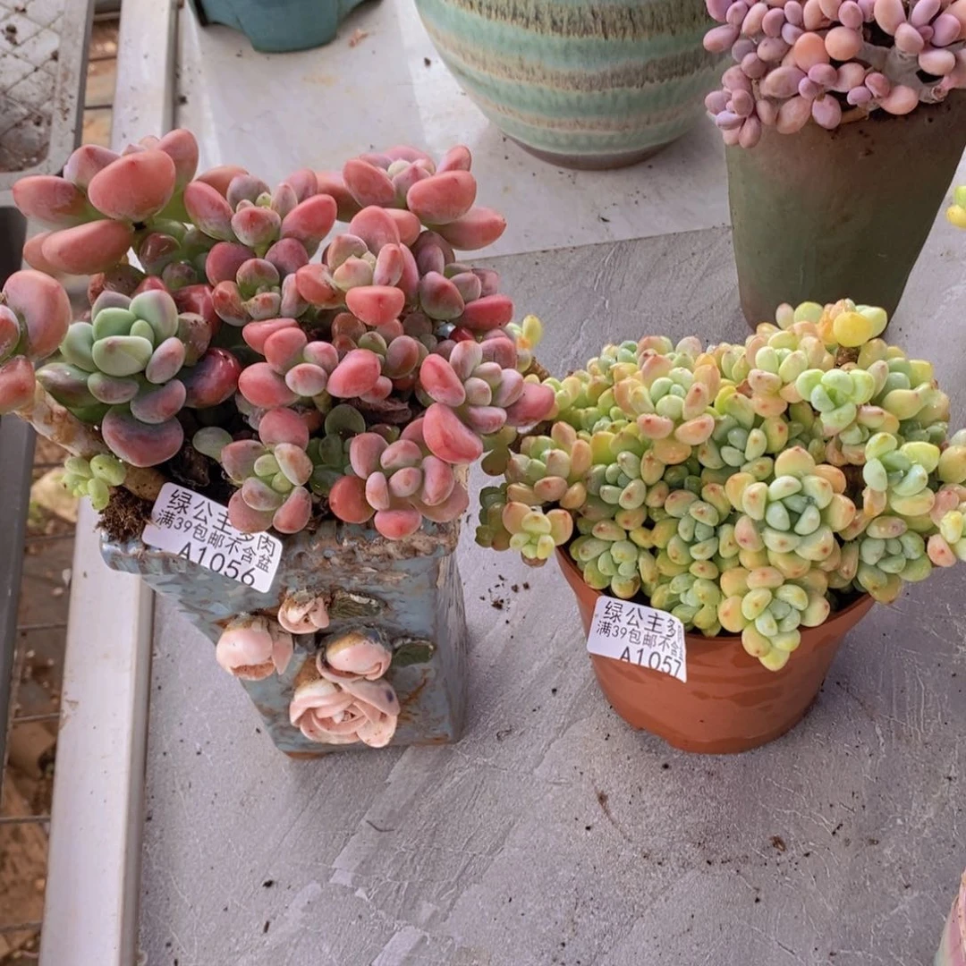 小*樱花洛神39、劳尔不包整有砍39多肉植物