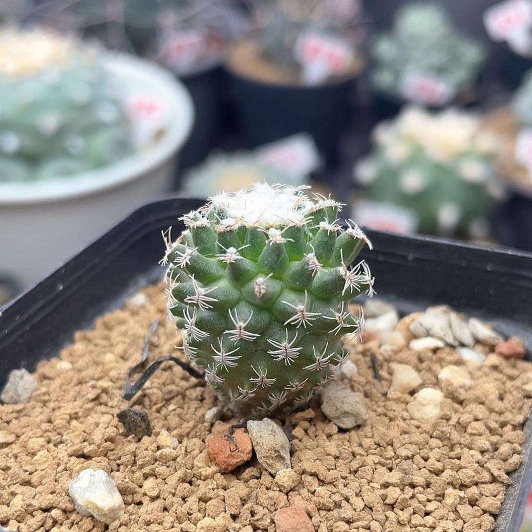 实生雪顶海胆娇丽仙人球