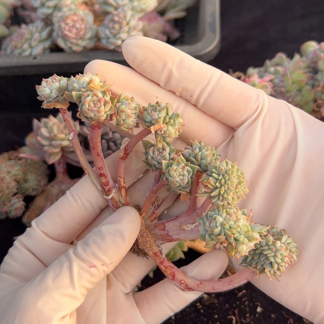 新年快乐 新年快乐