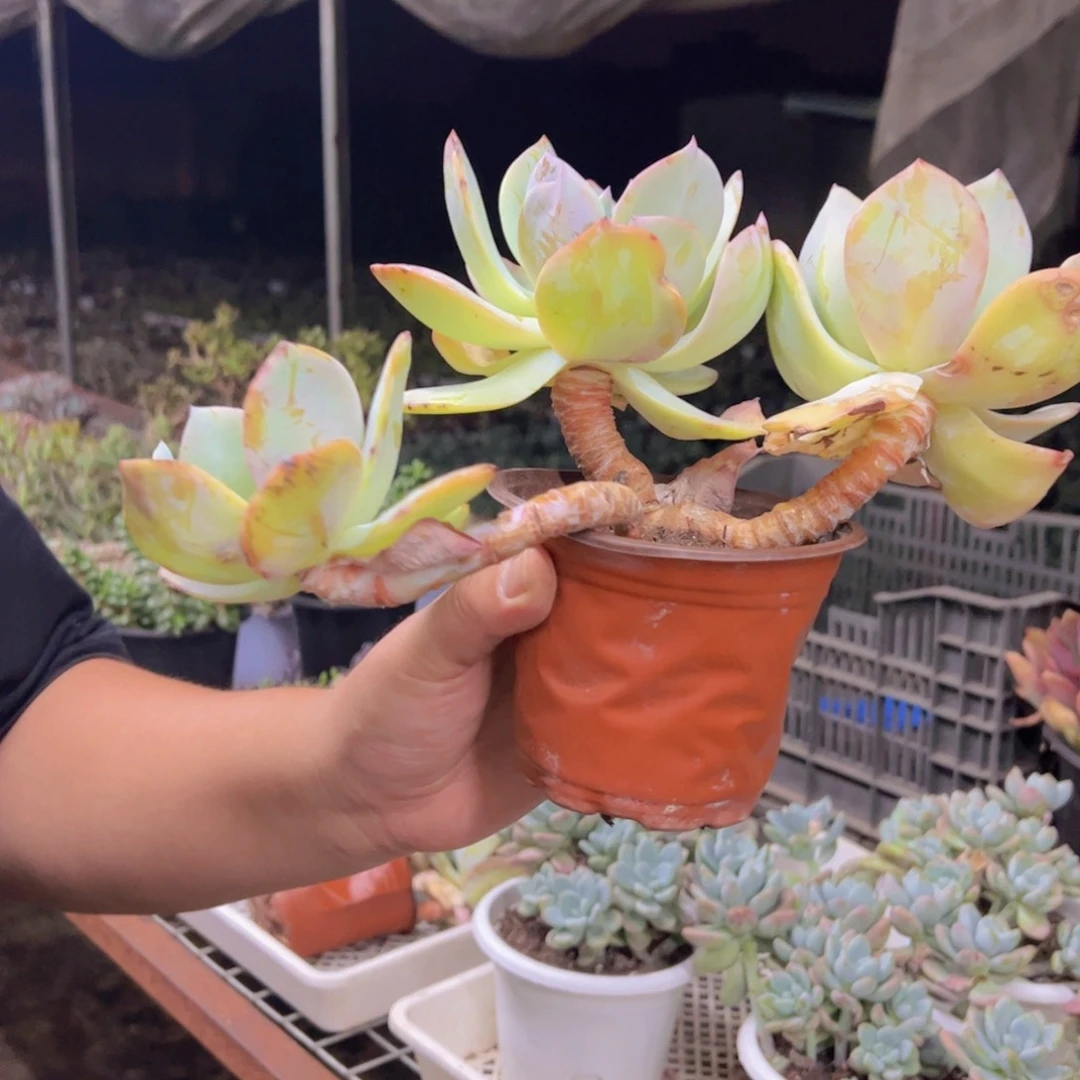 白凤三头起发老桩