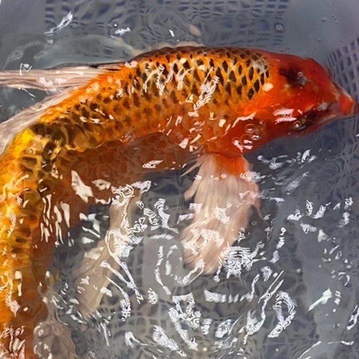 锦鲤冷水锦鲤（无开箱视频不售后）