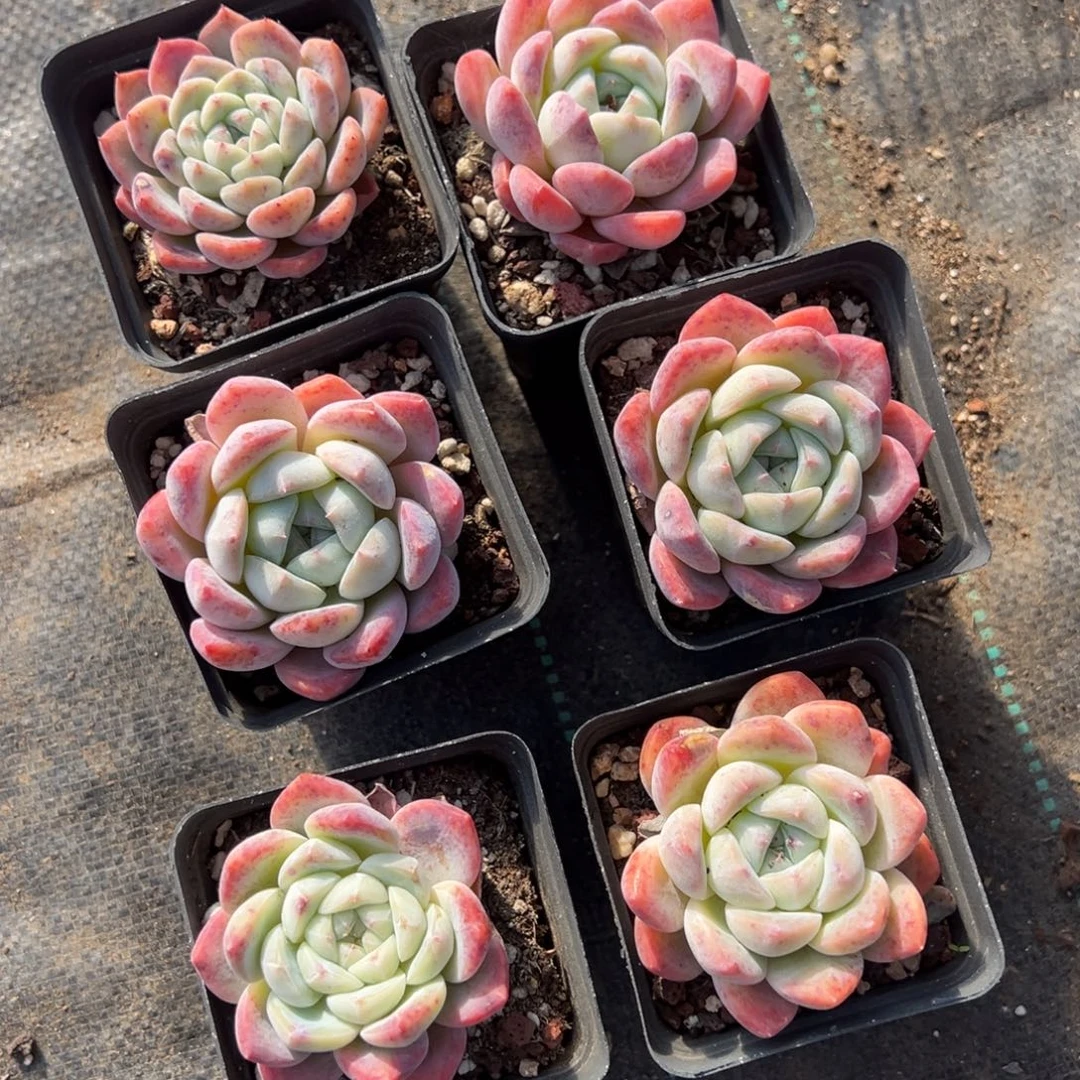 厚梦到手2颗量拍多肉满18元包邮下午发货