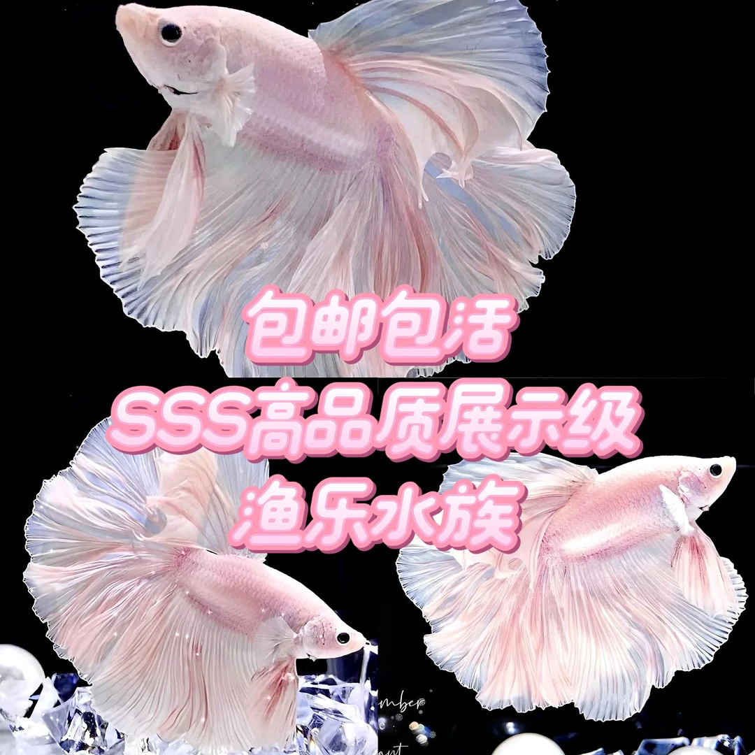【S展示级】直播间选号S01-S30号渔乐水族精品半月泰国斗鱼