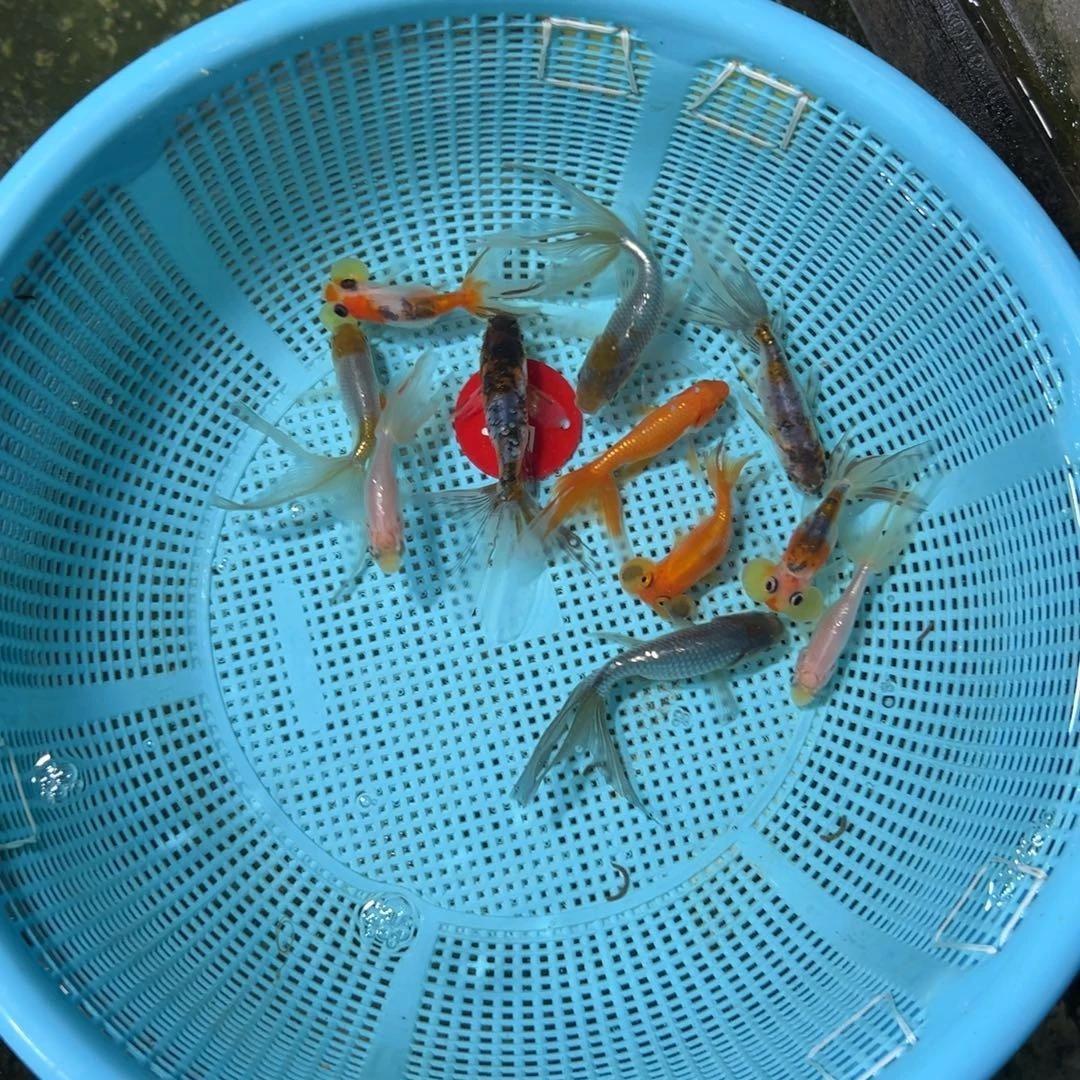 泥***金鱼57号加水泡3条