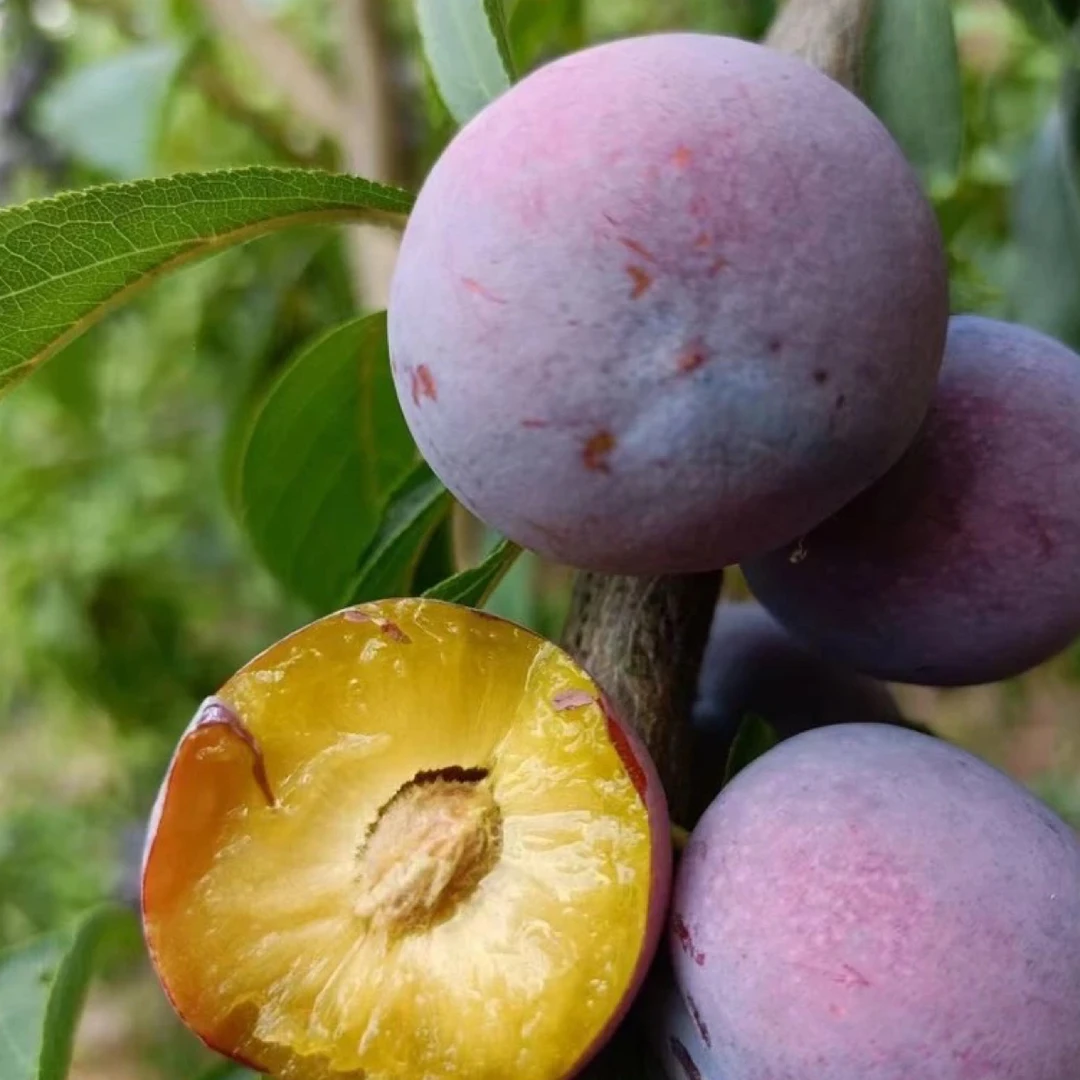 四川高山现摘现发新鲜脆红脱骨李子脆甜多汁顺丰包邮