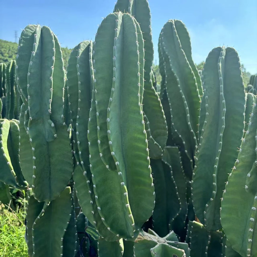 无根秘鲁苹果100厘米 仙人球夏型种绿植盆栽桌面阳台办公室摆件
