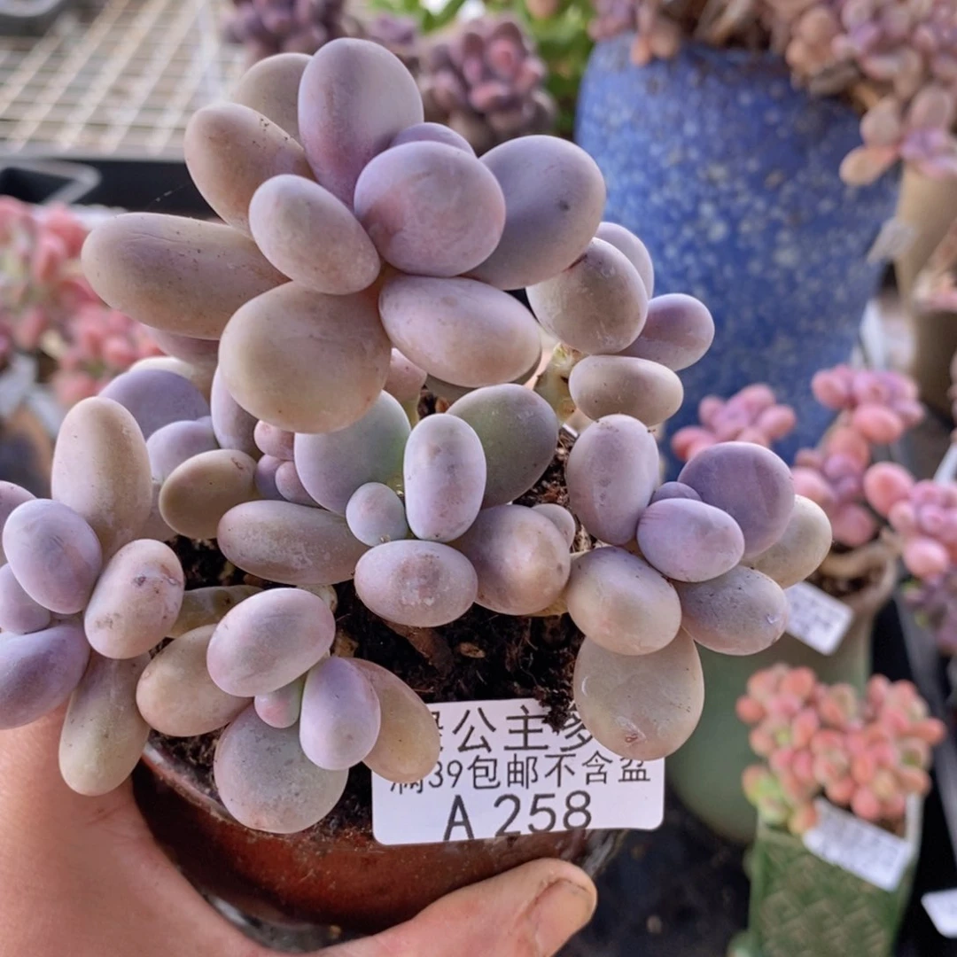 水光针奶酪10cm257多肉植物