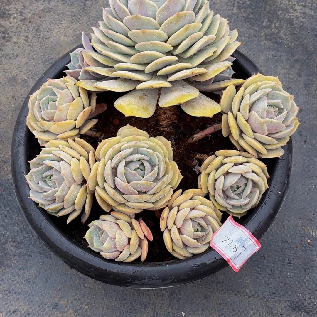 Z****园粉滴多肉植物群
