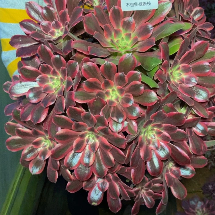 【闪购商品】280浣纱多肉