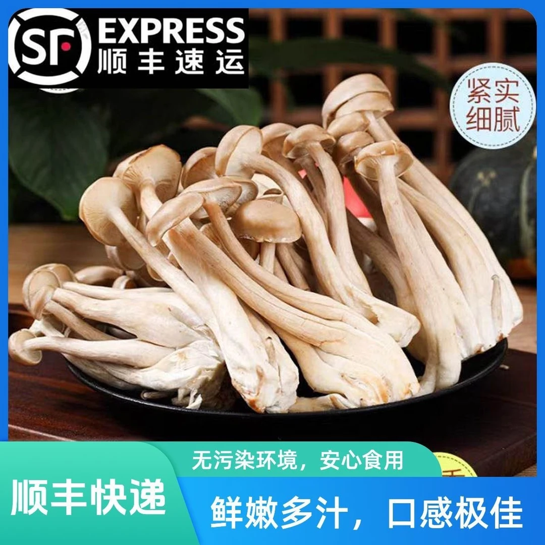 新鲜鹿茸菇特级鹿茸菇无硫新鲜煲汤