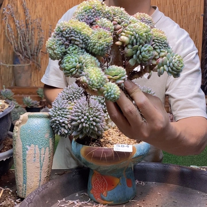 小***儿409 号白胖子多肉植物