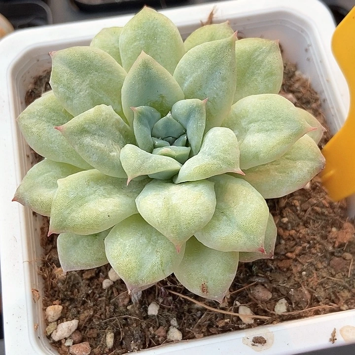 多肉植物泡泡纱1612