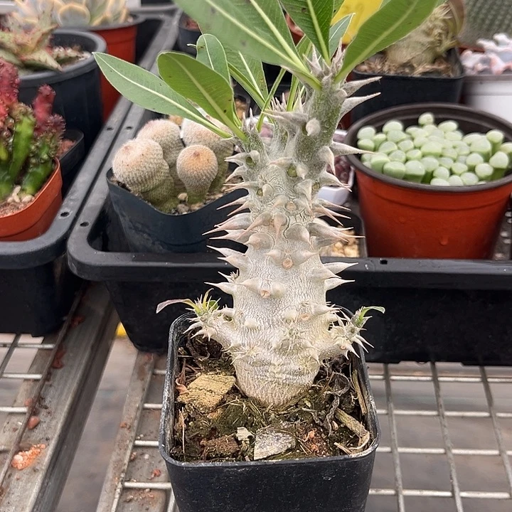 我也不知道我为什么要这样