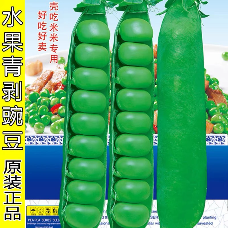 长寿仁豆豌豆种子甜豆豌豆剥壳硬荚豆秋冬季农家庭院蔬菜青豆种子