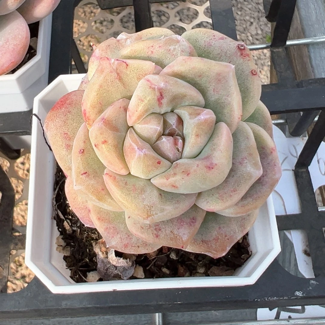 冰玉石化锦多肉植物