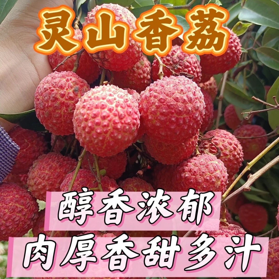 灵山香荔【申通冷链】现货广西灵山荔枝百年老树荔枝新鲜现摘现发