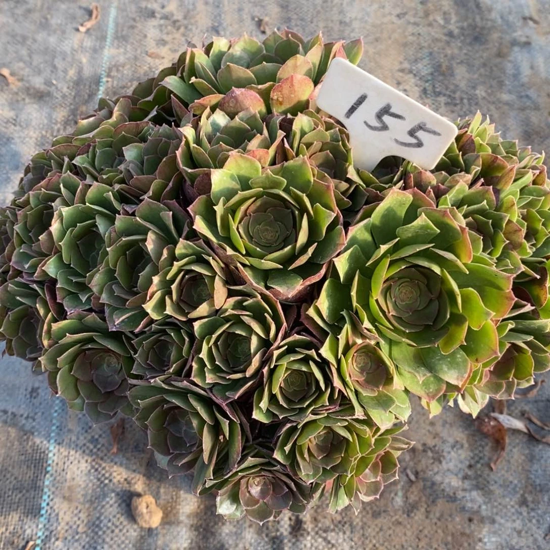 红陶一物一拍多肉法师155