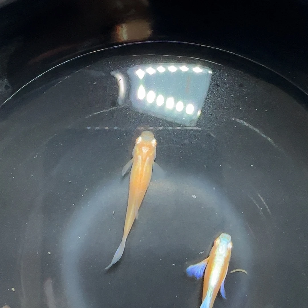 孔雀鱼紫白飞船一对，三个月