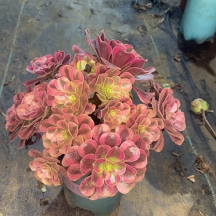 美杜莎多肉植物040