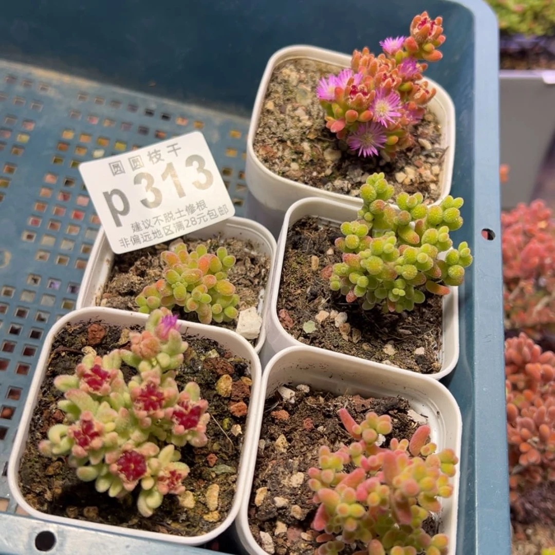 【闪购商品】p313新手套餐五颗