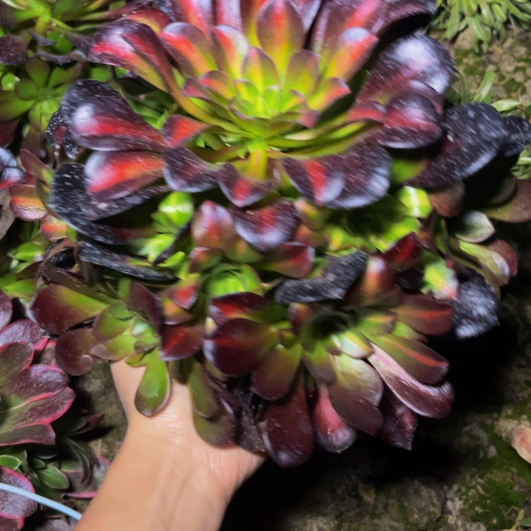 花纳多肉植物捧花的地