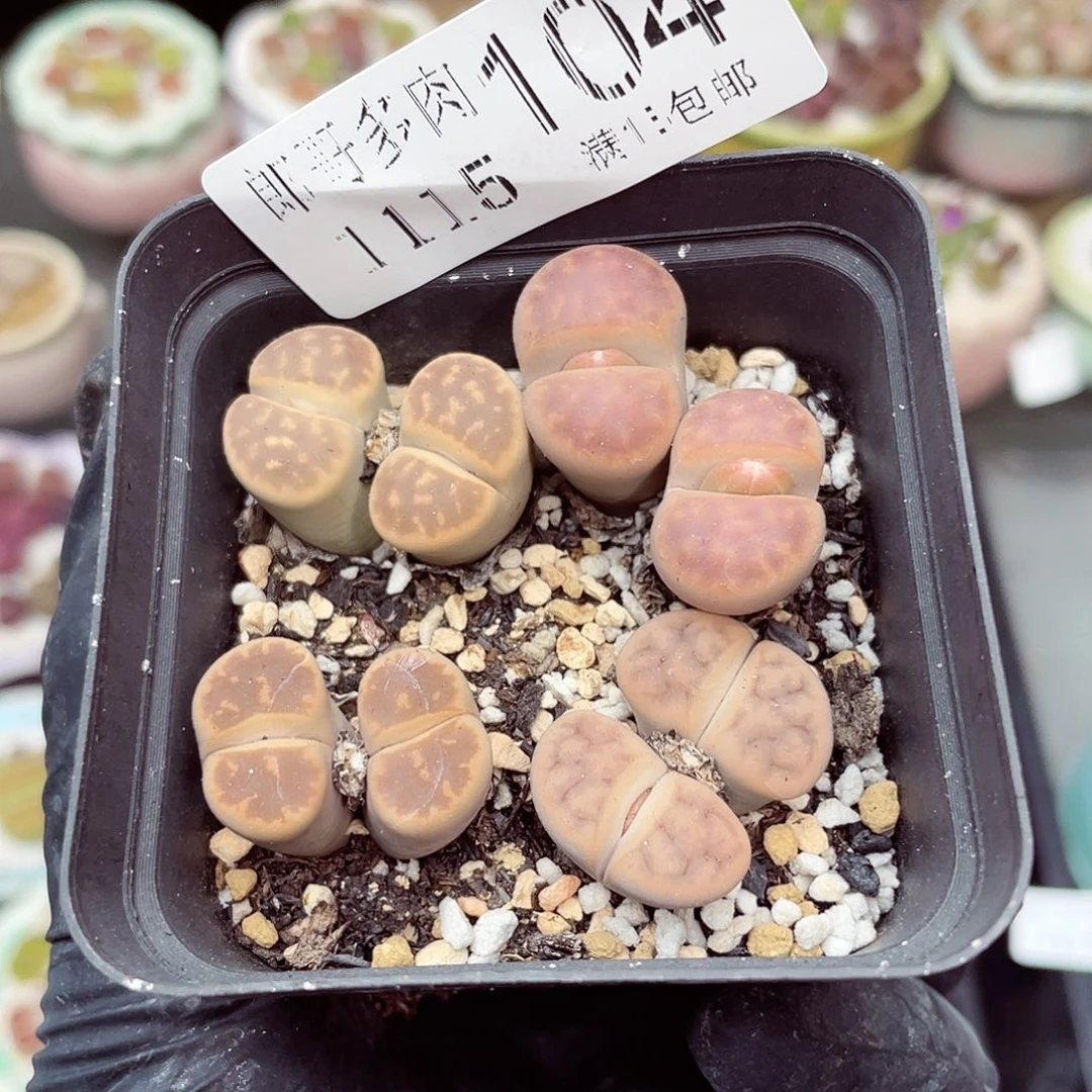 生石花满18包邮1115-104