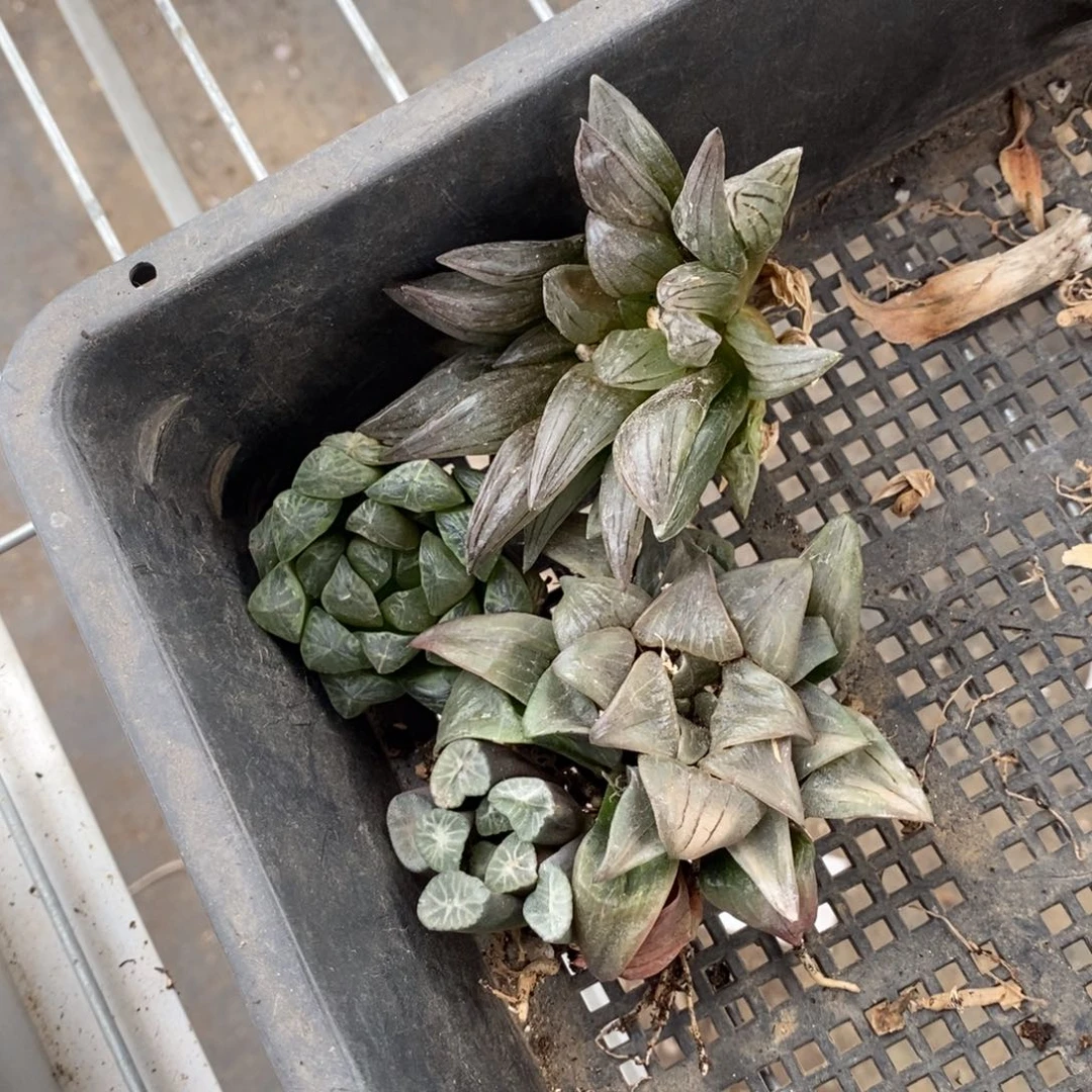 2779 一组福利。