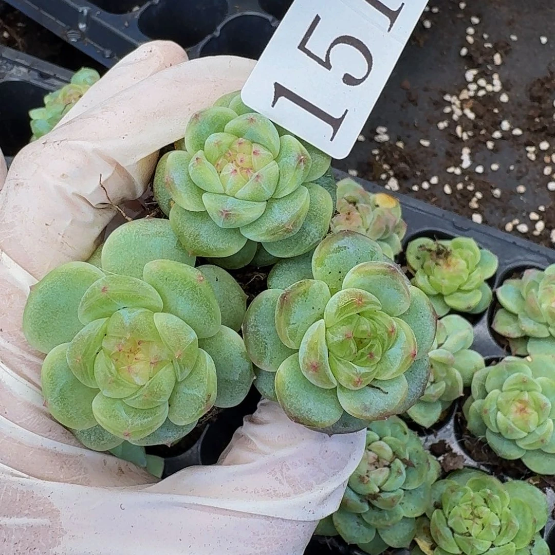 嗯***多肉植物多肉植物151