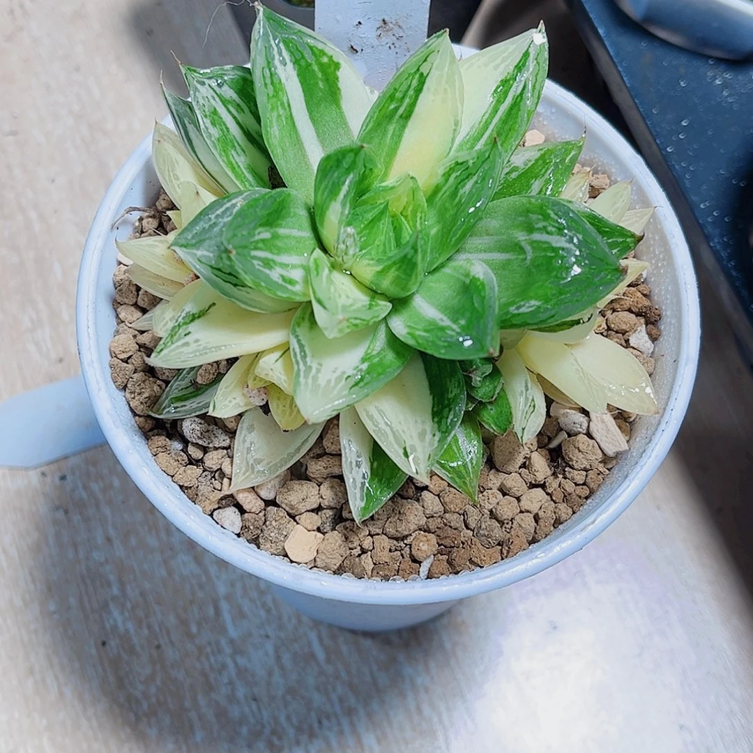 多头群生宝草雨露锦