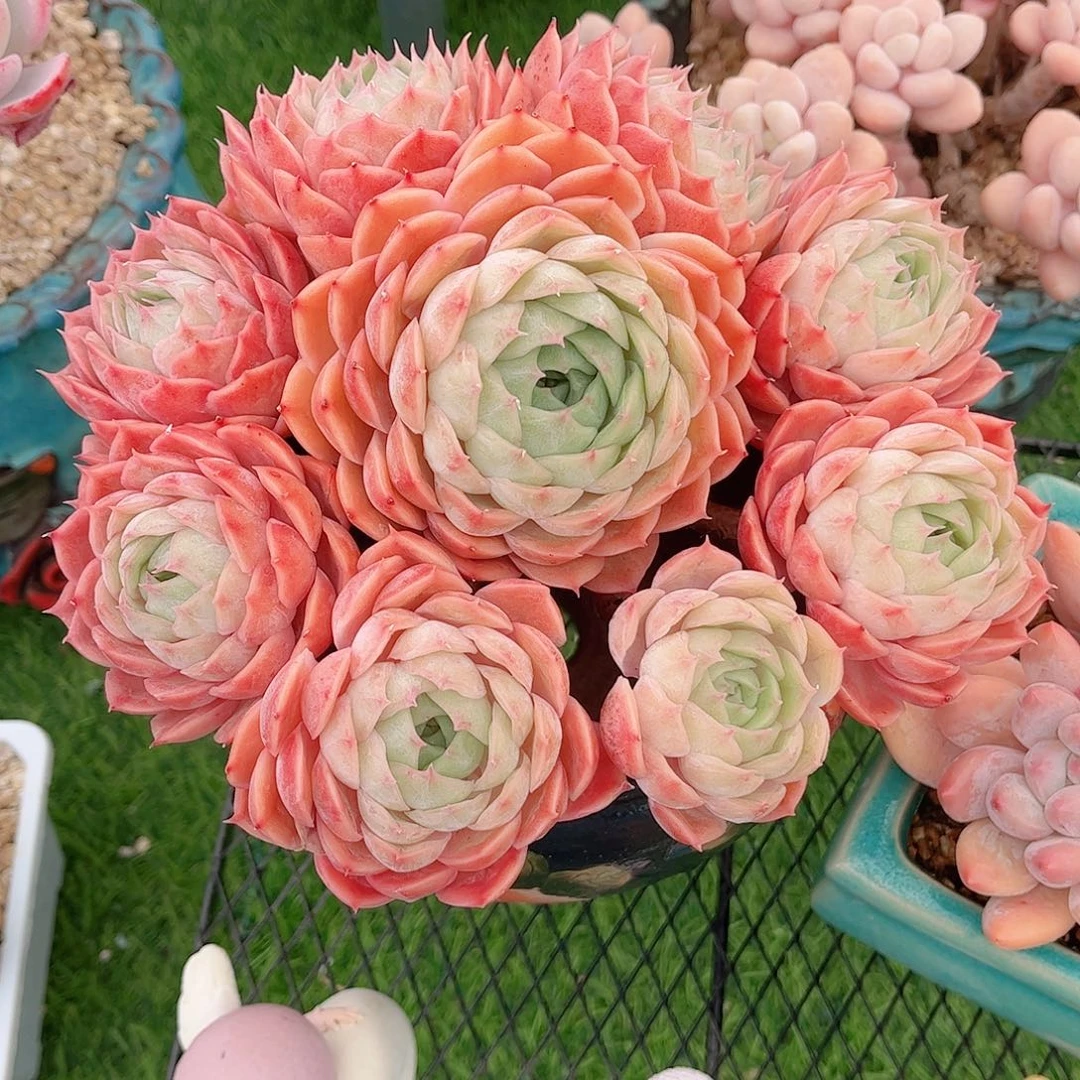 释*韩版昂斯洛精品多肉