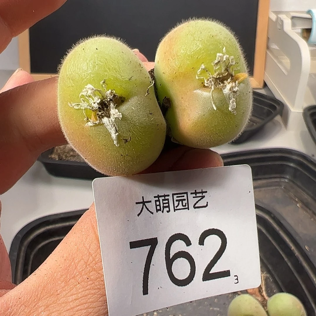 0000762 一物一拍……