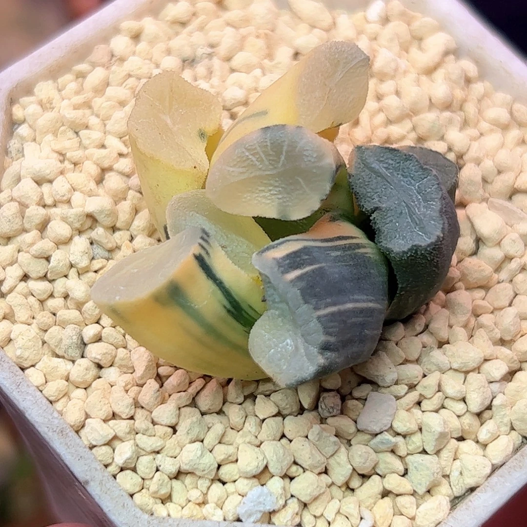 向***葵殴大宝锦十二卷多肉植物