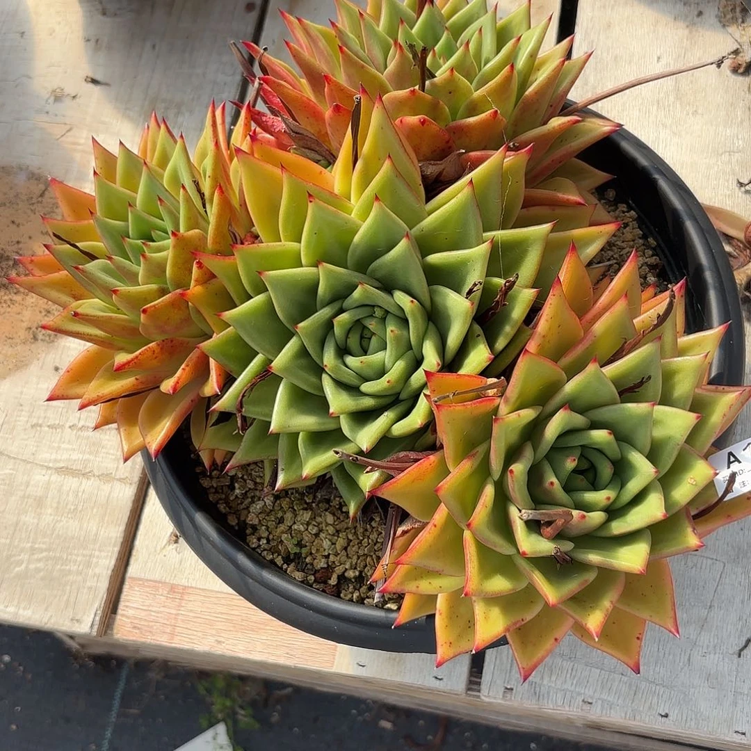 若如东云单拍A129