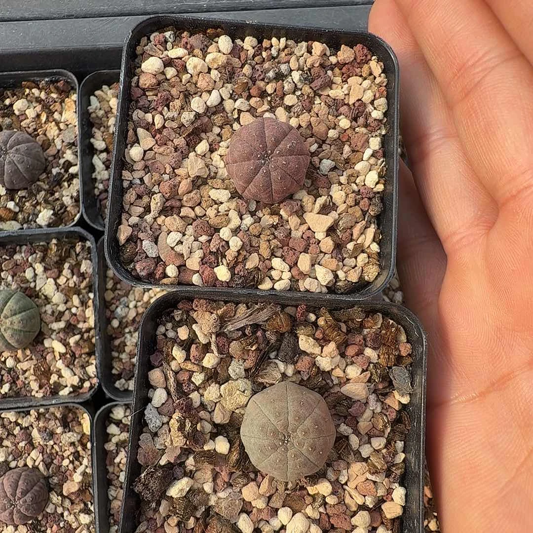 实生布纹球两颗带盆发货